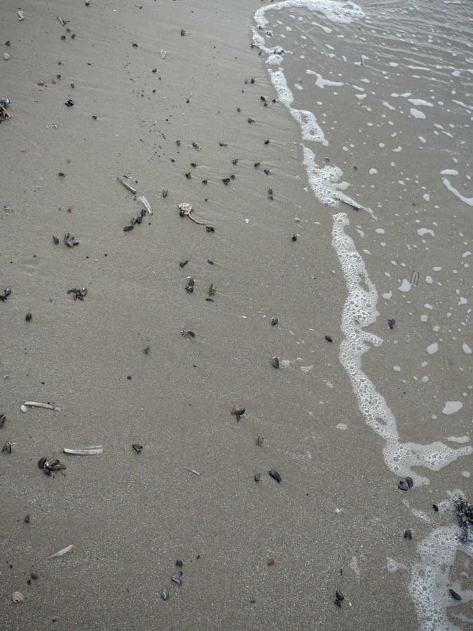 Strandslag Zanddijk 229 Julianadorp Aan Zee Exterior foto